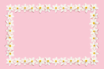 White daffodils on a pastel pink background.