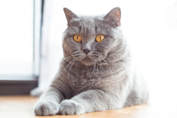 Portrait of a british shorthair cat with expressive orange eyes on window background indoors