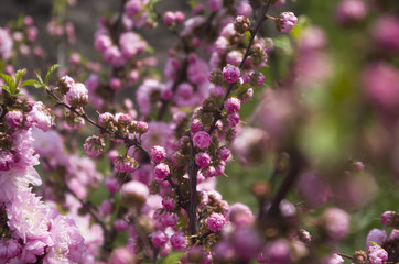 flowering of Japanese cherry, pink-white flowers