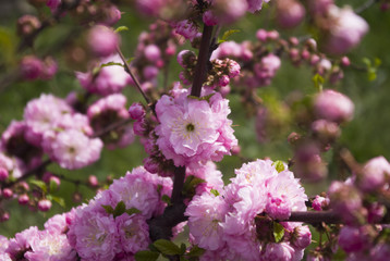flowering of Japanese cherry, pink-white flowers