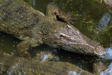 Crocodile in the water. Eyes on the surface of the water.