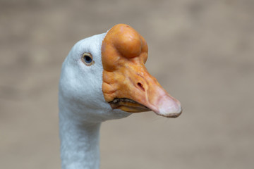 A beautiful white Goose captured closeup and in profile