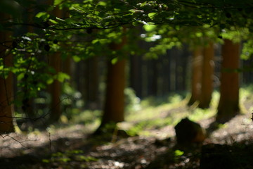 Wald Natur Sommer Hintergrund