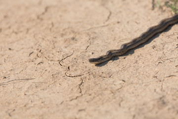 Steppe ratsnake (Elaphe dione) on road