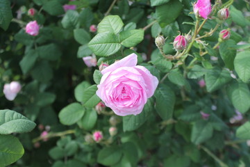 lonely tea rose