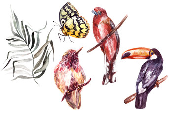 Watercolor set with different tropical birds, butterflies and plants.  © knopazyzy