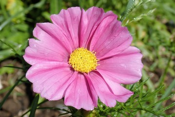 Obraz premium Close-up of pink Cosmos flower