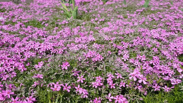 Pink Phlox on the Spring Sunny Lawn. Beautiful Nature Flowers Holiday background.Close up, light breeze, sunny day, dynamic scene, 4k video.