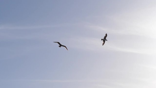 Baltic Sea gulls birds flying in sky slow motion over a a coastline in Sopot poland