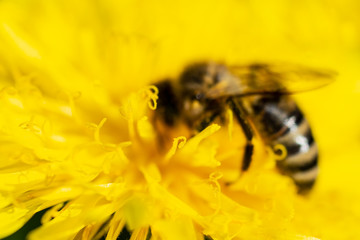 The bee is drinking nectar from a yellow dandelion. Soft focus photo.