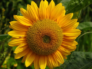 Obraz premium sunflower