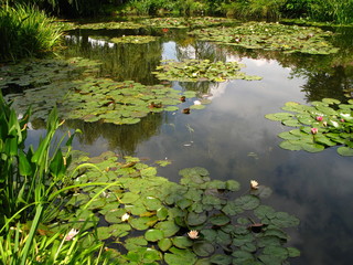 lake and leaves