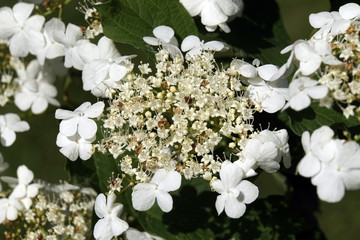 Gewöhnlicher Schneeball (Viburnum furcatum)