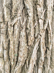 Natural wooden texture, bark