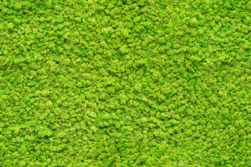 seamless close up green moss texture - 205787079