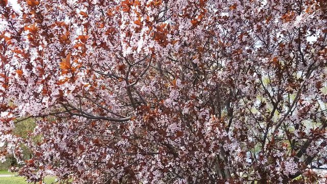 Pink Blossom Plum Tree Branch, Prunus cerasifera Nigra, during Spring Season. Light breeze, sunny day, dynamic scene, 4k video.