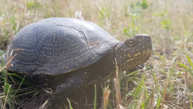 Detail of European pond turtle (Emys orbicularis) or European pond terrapin in grass, hiding the head in the shell. Close up, light breeze, sunny day, dynamic scene, 4k video.