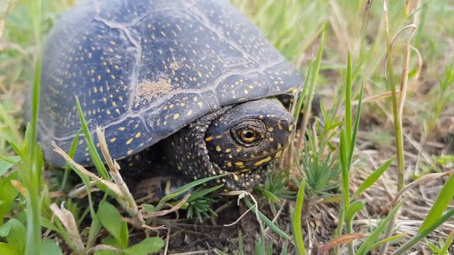 Detail of European pond turtle (Emys orbicularis) or European pond terrapin in grass, hiding the head in the shell. Close up, light breeze, sunny day, dynamic scene, 4k video.