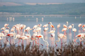Flamingos in lagoon Fuente de Piedra