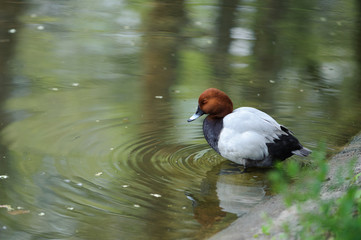 Common pochard (Aythya ferina) entering pond