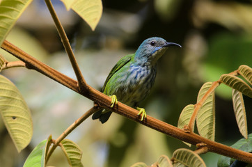 Shining Honeycreeper (Cyanerpes lucidus) - female in Puerto Viejo de Sarapiqui, Costa Rica