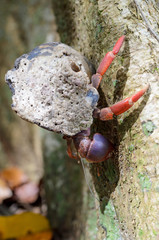 Hermit crab in Cahuita National Park, Costa Rica