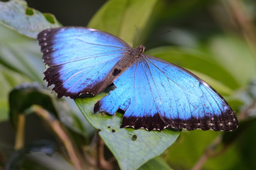 Obraz premium Blue morpho butterfly (Morpho peleides) in Cahuita National Park, Costa Rica