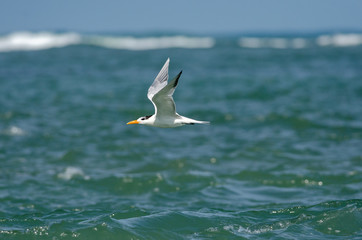 Royal Tern (Thalasseus maximus), Cahuita, Costa Rica
