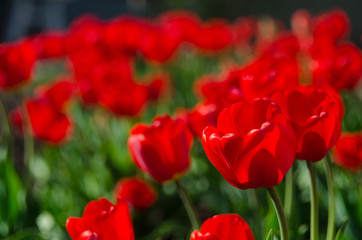 Lots of red tulips. The concept of landscape design in the spring, gardening, decorating homestead