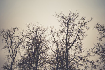 Leafless branches of park winter trees retro