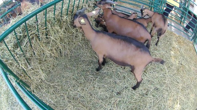 Goats in the farm. Several Goats in eating grass.