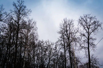 Obraz na płótnie Canvas Leafless branches of park winter trees