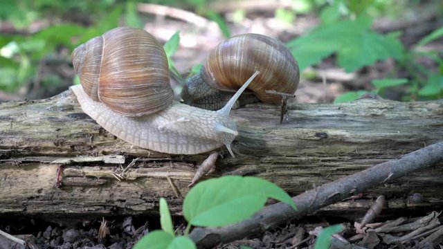Two snails crawl on a damp log among ants and worms in the garden on a green background. Macro. Side view. High detail. 4K.