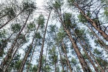 pine forest Summer season