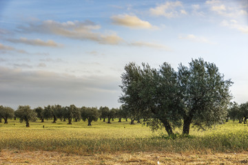 Fototapeta premium olive fields on a background of blue sky with clouds