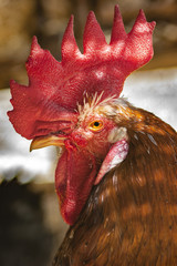 head of a rooster with its red crest and brown feathers seen in profile