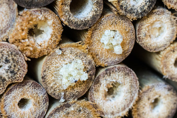 Closeup of closed nesting tubes of wild bees (probably Hylaeus Spec.)