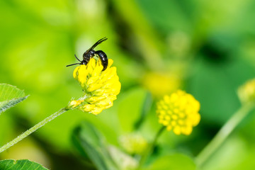 Closeup of Masked Bee (prob. Hylaeus Spec.) at Hop Clover (Medicago lupulina) flower