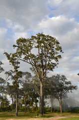 Fototapeta na wymiar Tropische Bäume in Kambodscha