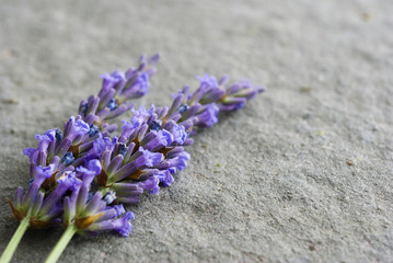 Lavender flowers background