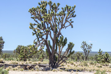 Desert Cactus Joshua Tree Closeup