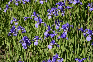 Obraz premium Siberian iris with deep blue ornamental flowers