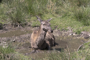 Rotwild © Xaver Klaussner
