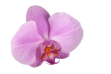 orchid flower on white background for designers