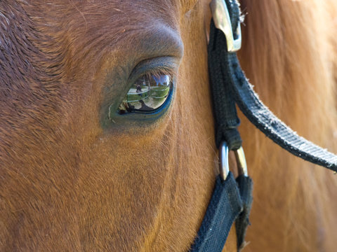 Eye of brown horse