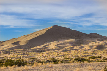 Desert Sand Dunes and Cactus Landscape