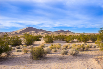 Desert Sand Dunes and Cactus Landscape