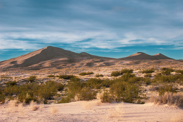 Desert Sand Dunes and Cactus Landscape