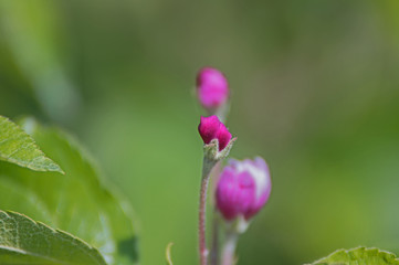 Pąki kwiatów jabłoni.