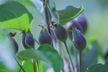 Bardzo młode owoce.